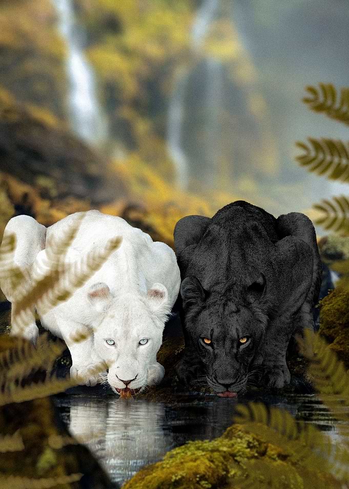 Ying Yang Pumas