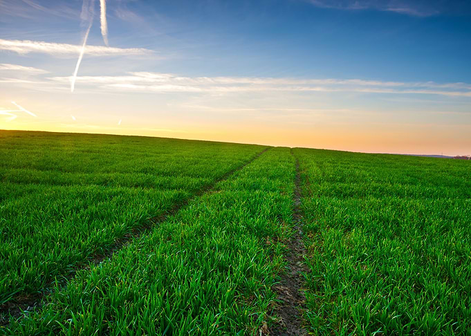 Field Wheat Horizontal Gre