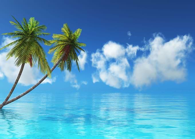 Palm trees blue sky
