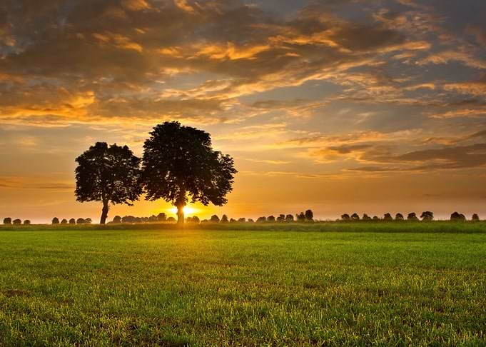 Sun One Lit Sky Oak Tree V