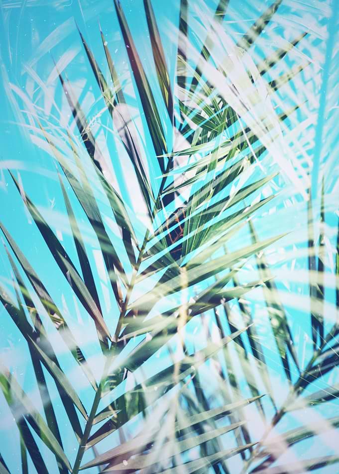 Tropical Palm Tree Sky