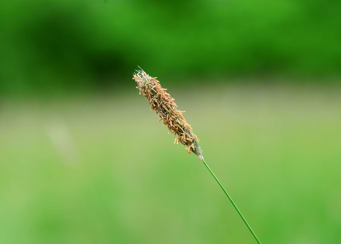 Tall Grass Seed