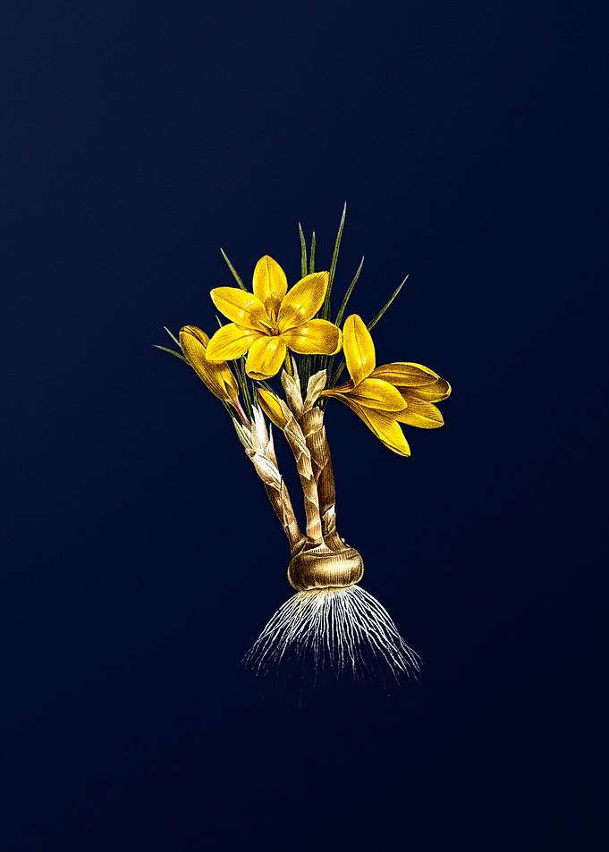 Crocus Luteus on Blue
