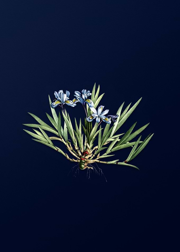 Dwarf Crested Iris on Blue