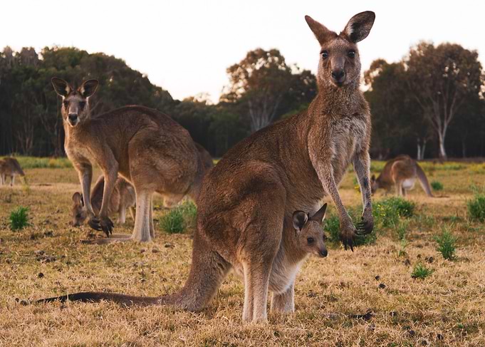 Kangeroos with baby