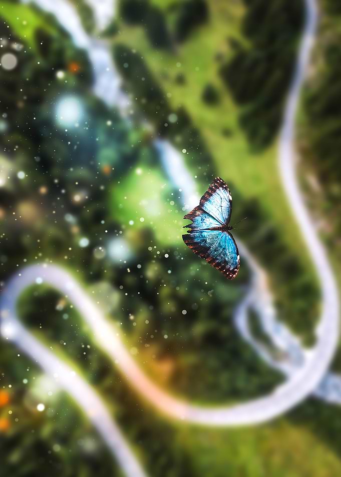 Butterfly