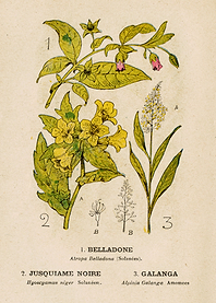 NIGHTSHADE+HENBANE+GALANGA