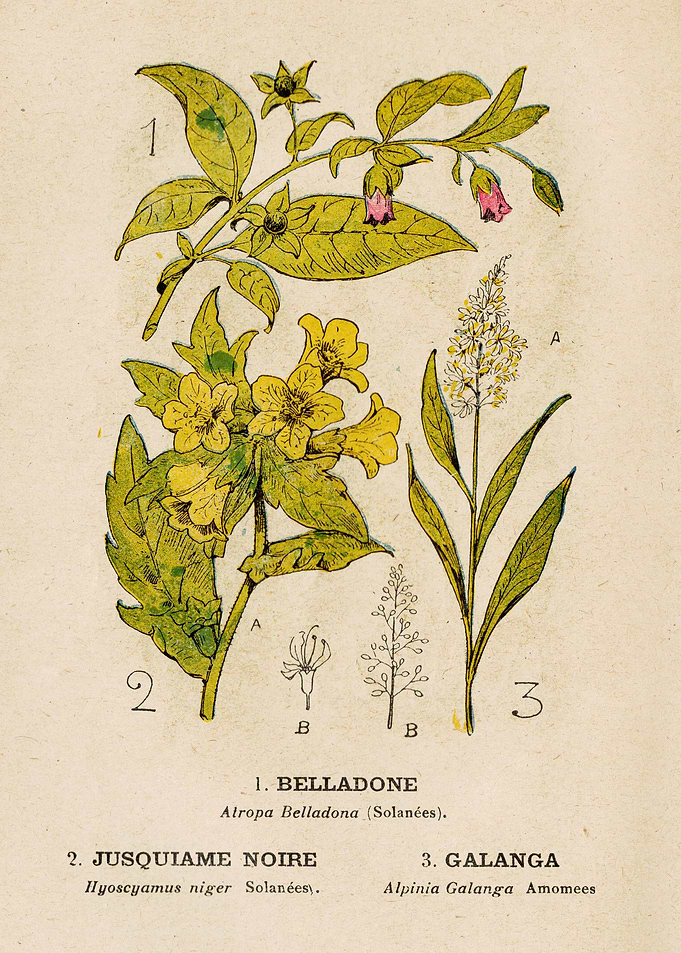 NIGHTSHADE+HENBANE+GALANGA