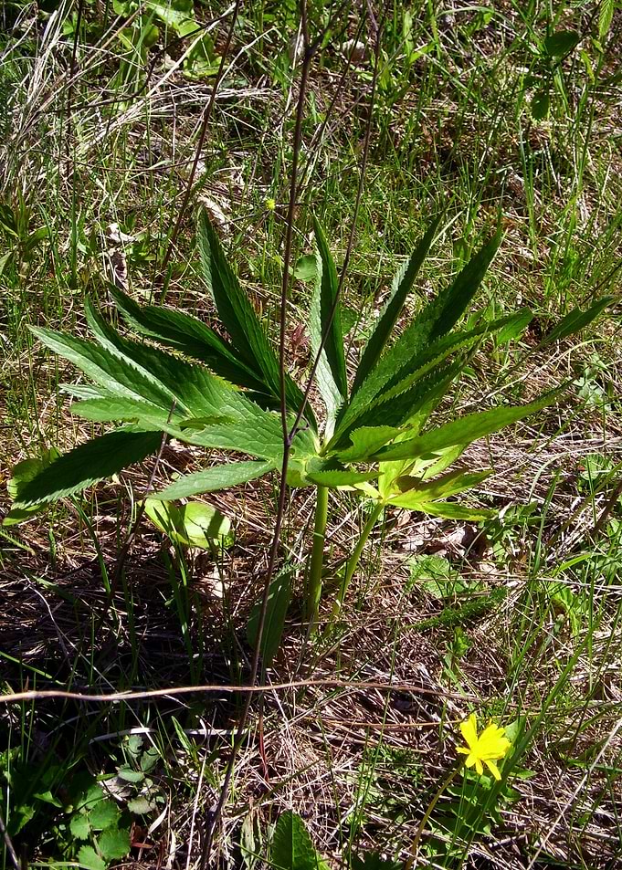 Field plant