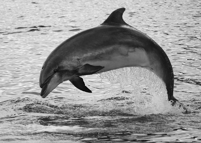 Wild bottlenose dolphin