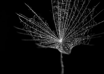 Dandelion macro