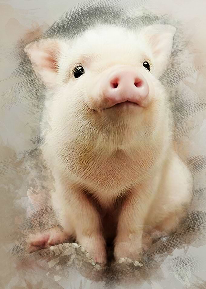 Piggy