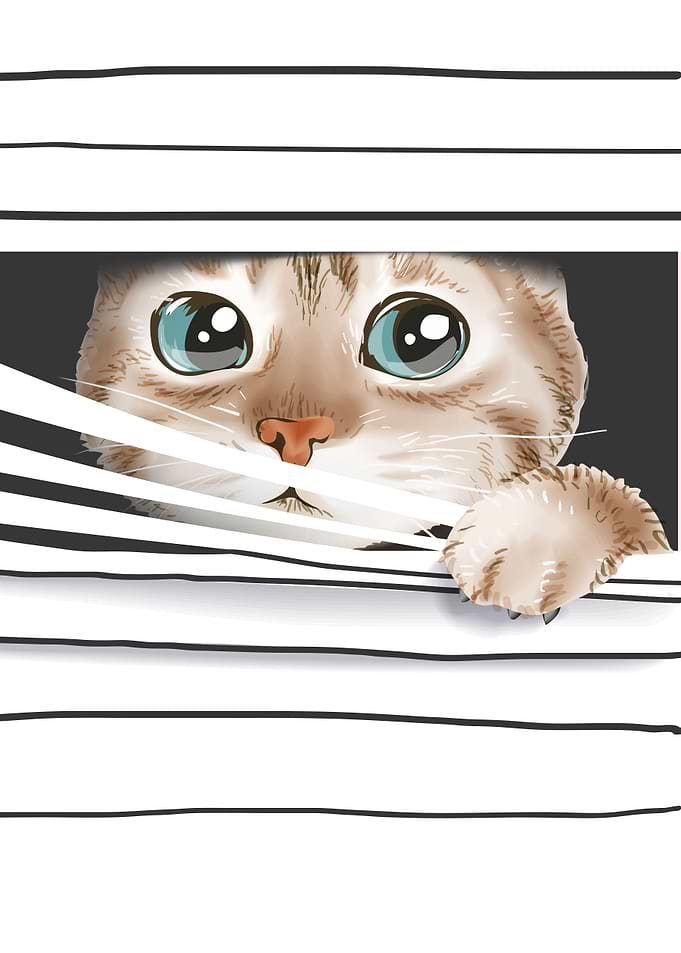 cute cat