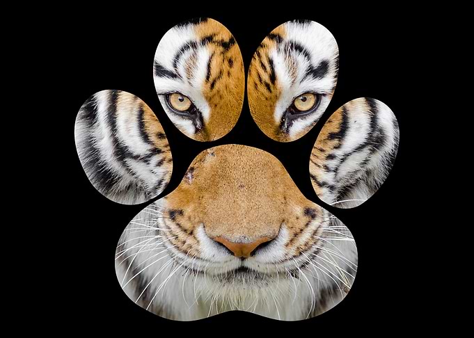 Tiger Eyes Paw Animal Cat