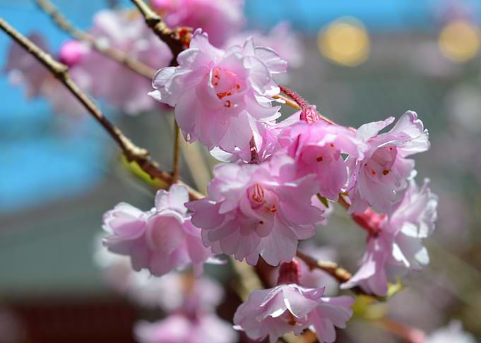 Sakura