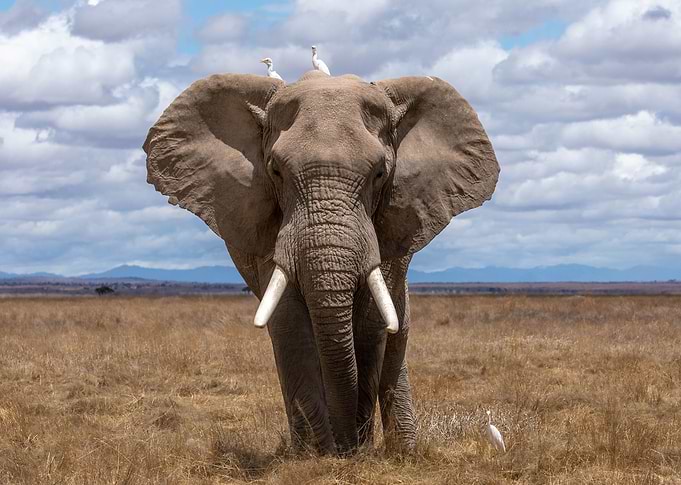 Elephant