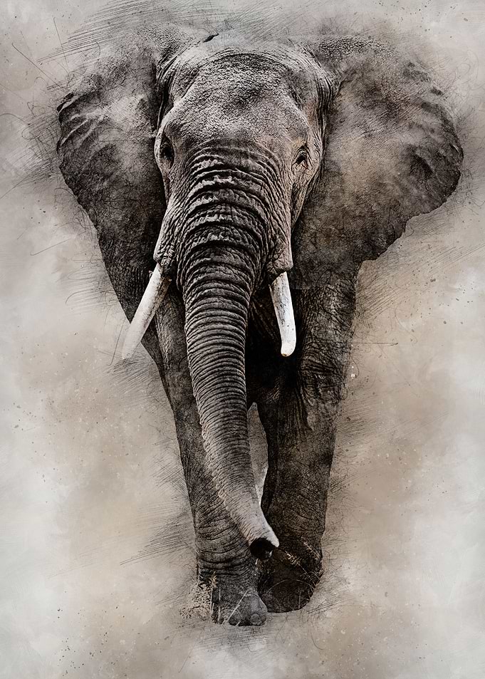 Elephant