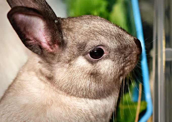 Dwaf Bunny