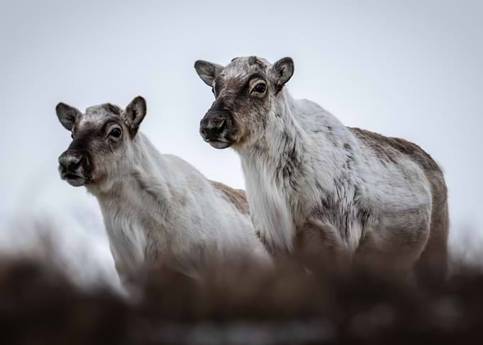 Watchful Reindeer