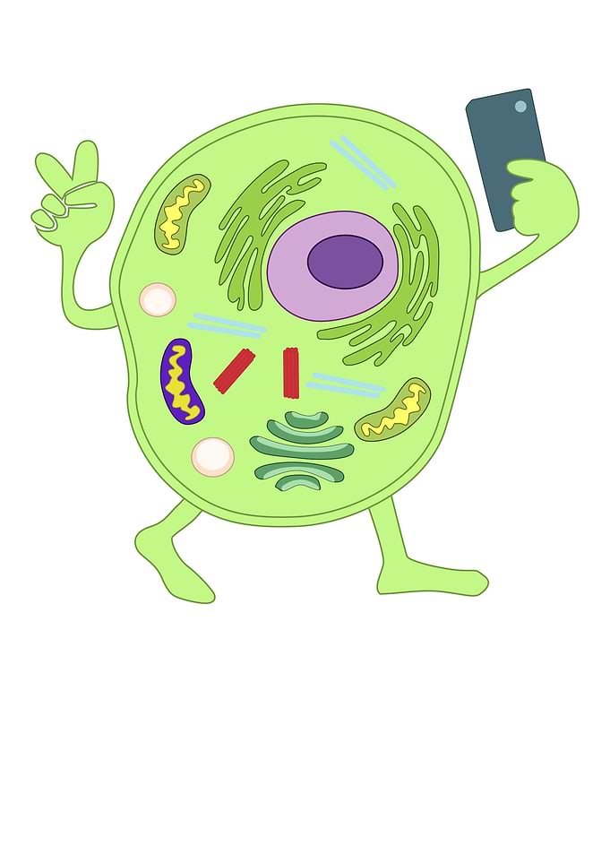 Cellfie