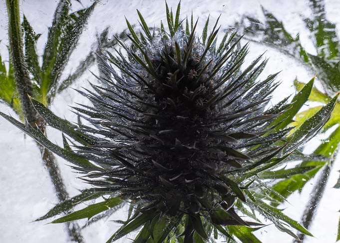Thistle in ice 3