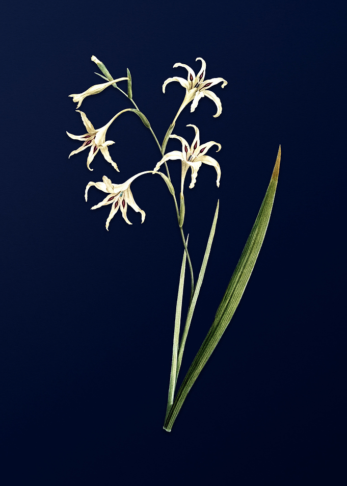 Gladiolus on Royal Blue