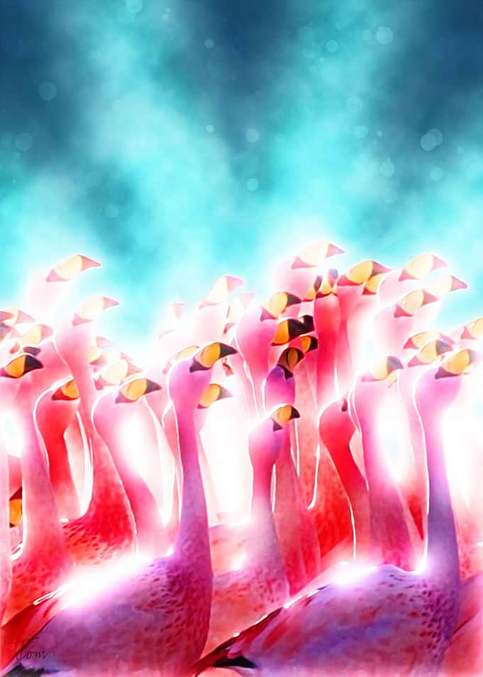 Flamingos disco