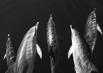 Black and white dolphins