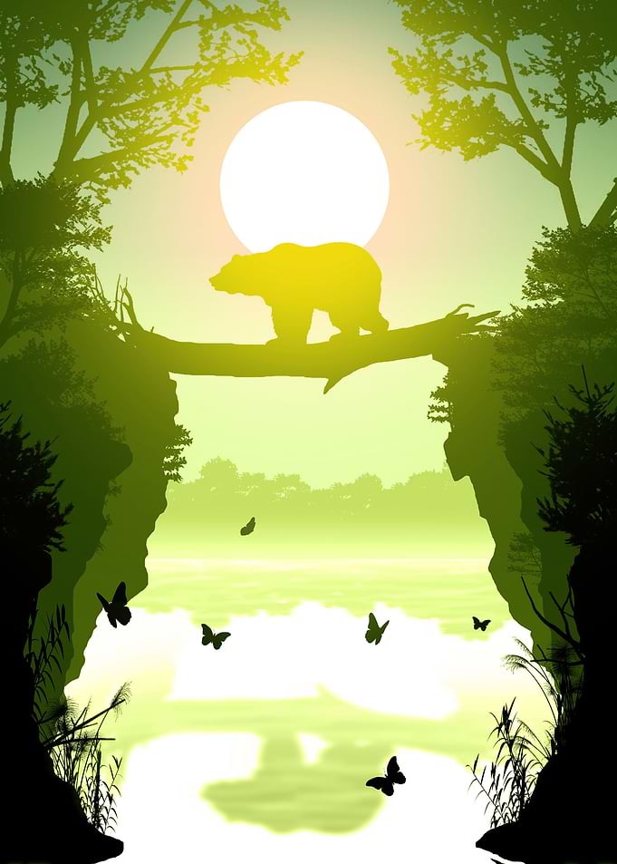 Bear