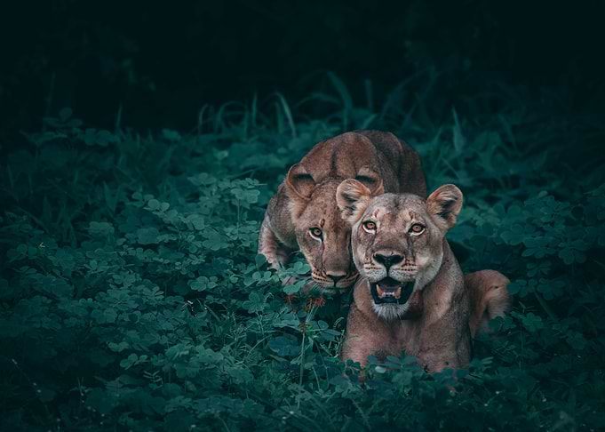Lioness