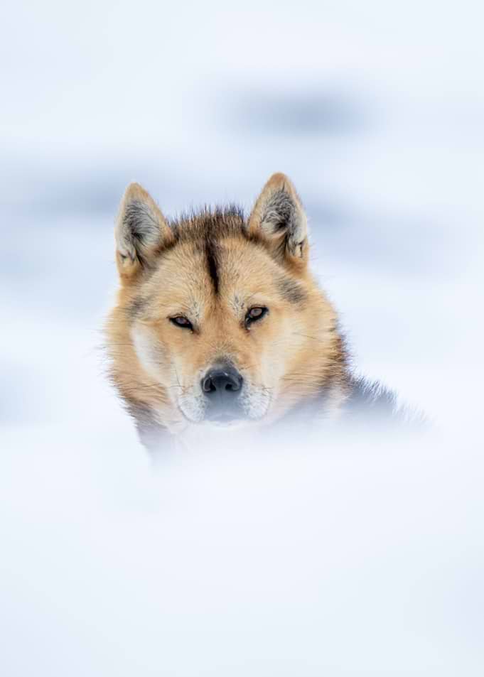 Polar Sled Dog