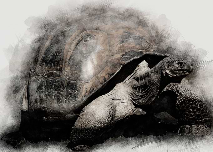 Tortoise