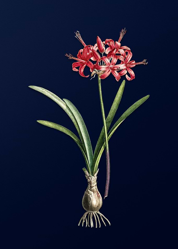 Guernsey Lily on Blue