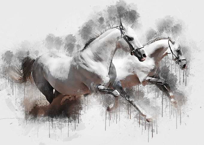 Gallop