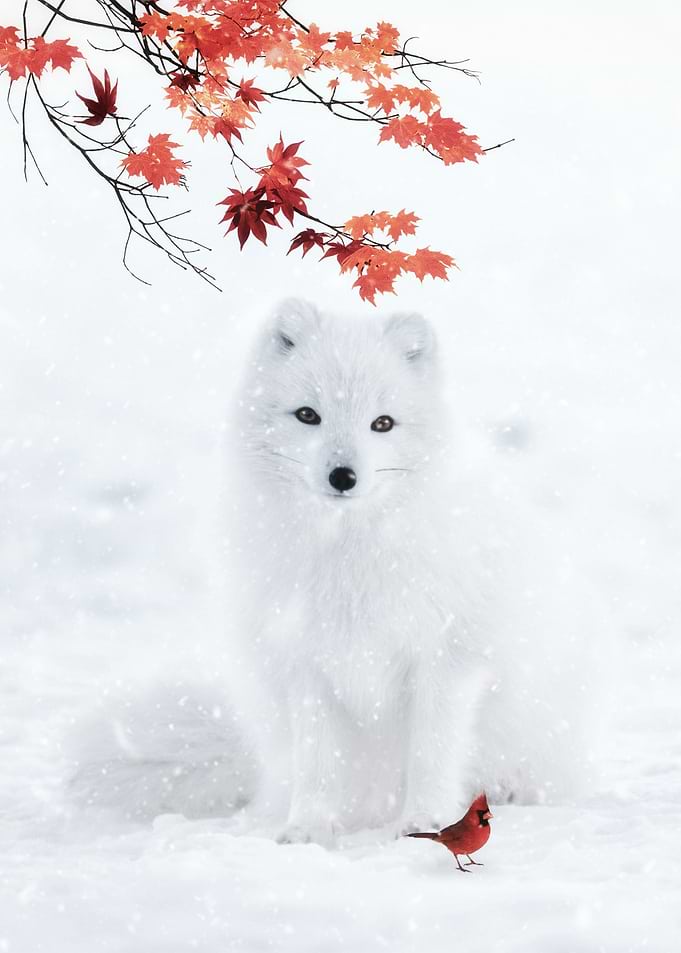 White Fox and Red Cardinal