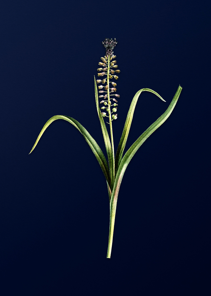 Grape Hyacinth on Blue