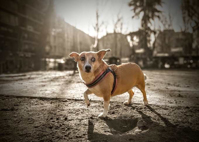 Dog outside