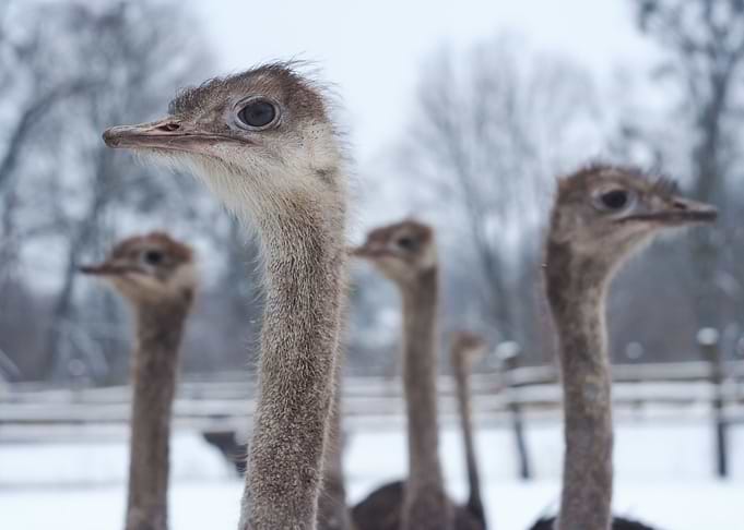 Ostrich Farm African Anima