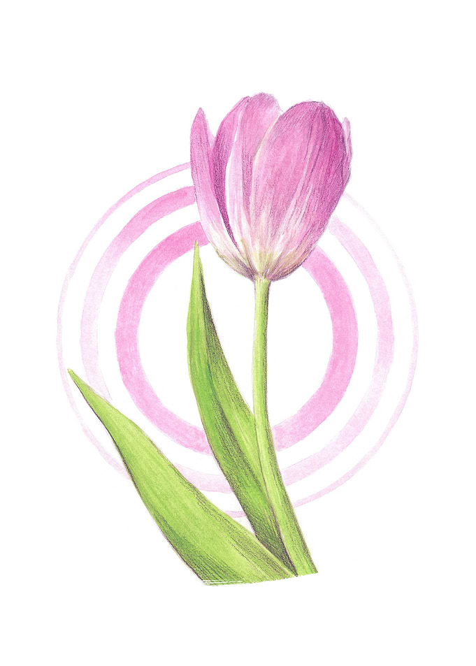 Pink tulip