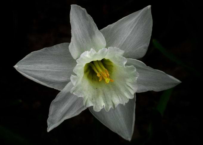 Daffodil