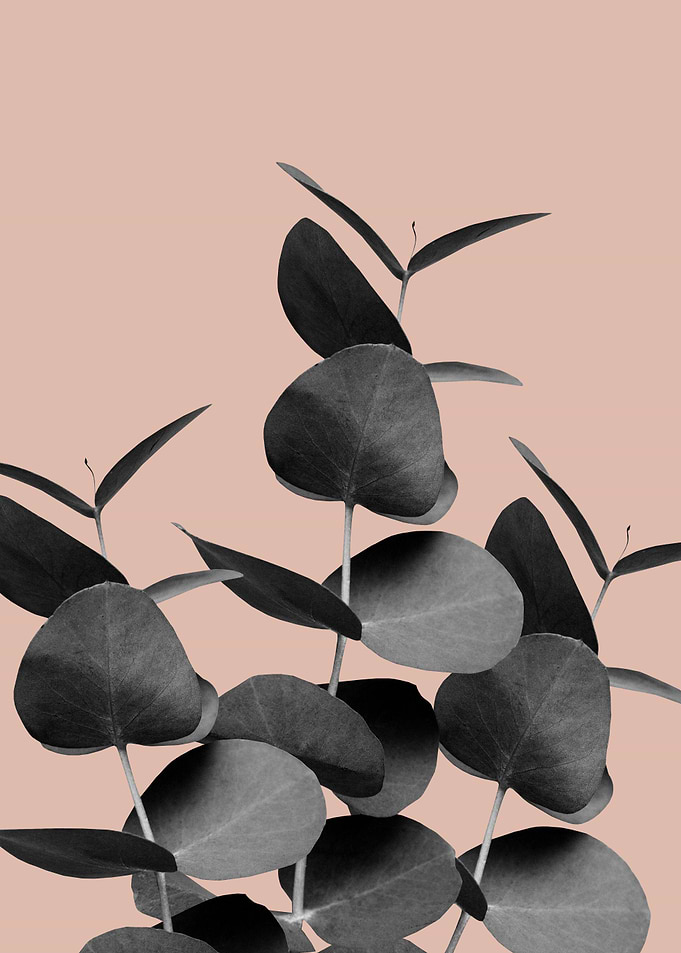 Eucalyptus Leaves Black 1