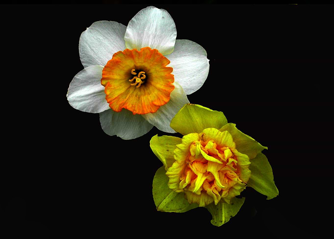 2 Flowers