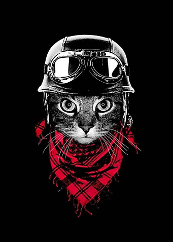 Cat biker