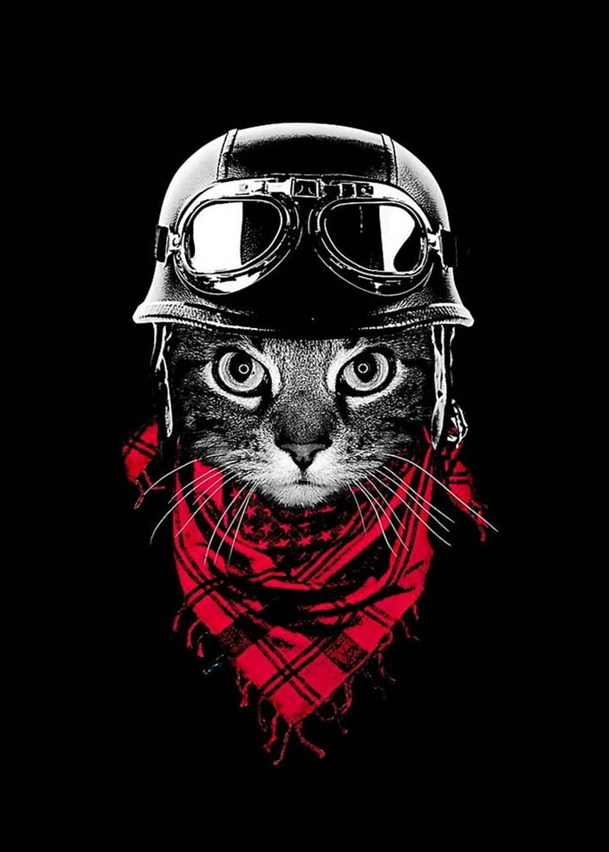 Cat biker