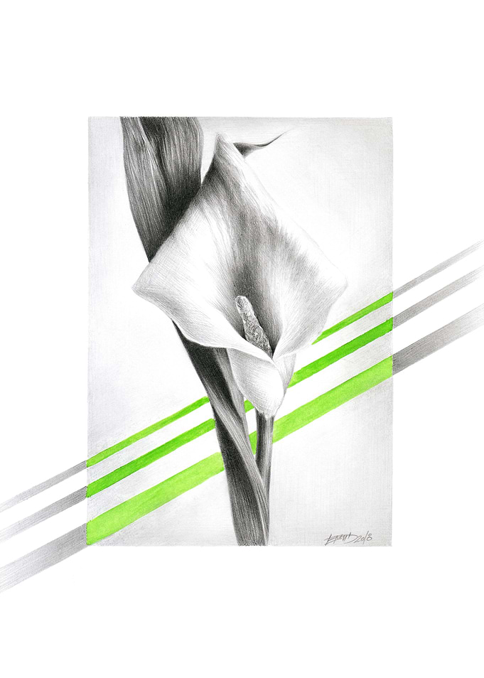 Calla lily Drawing