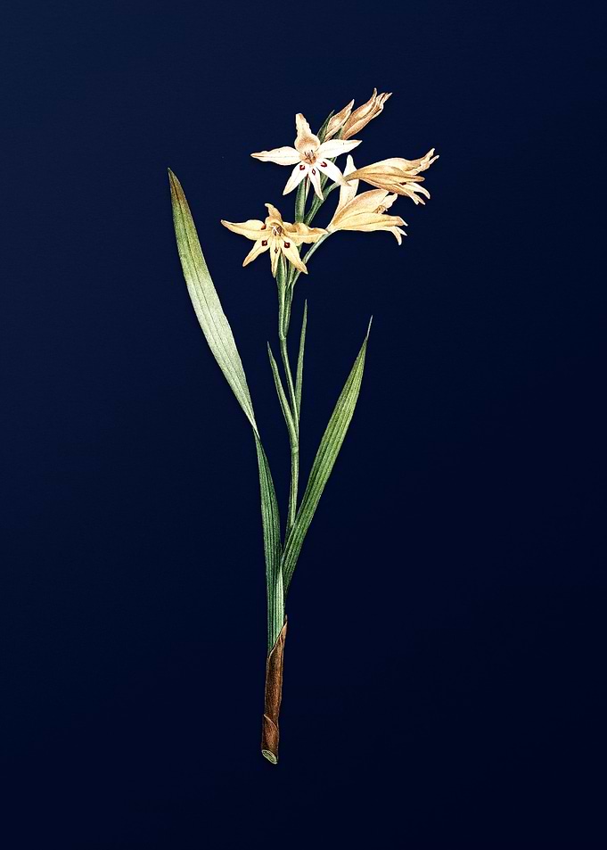 Gladiolus on Royal Blue