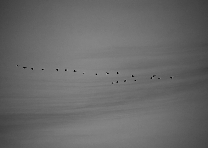 Winter birds