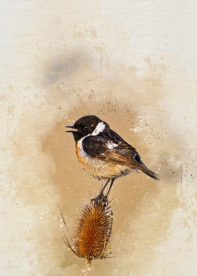 Tit