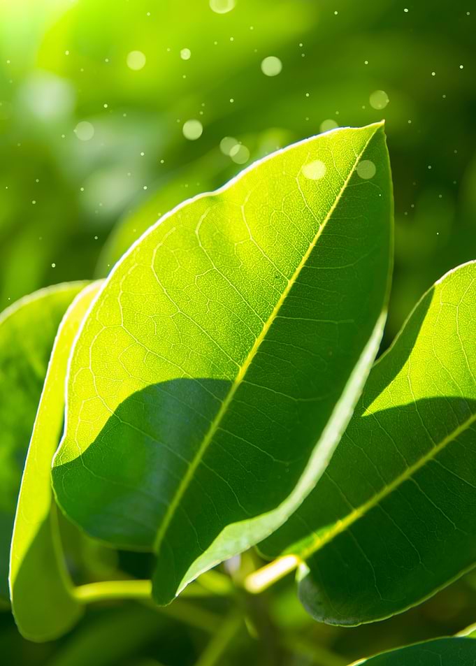 Green Leaves