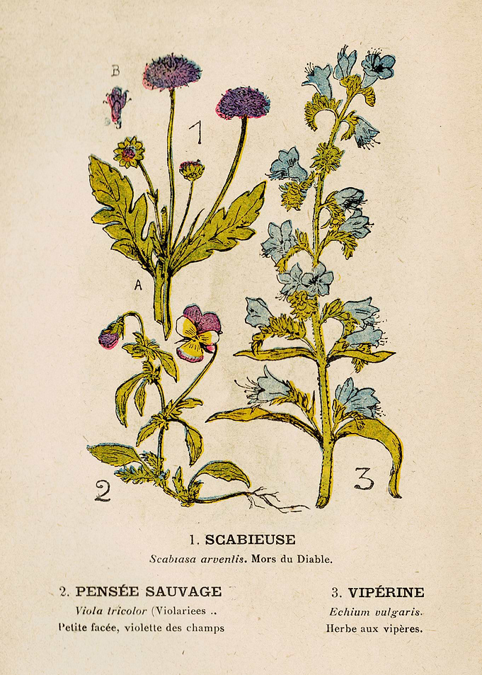 SCABIEUSE+PENSÉE+VIPÉRINE